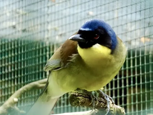File:Leiothrichidae Pterorhinus courtoisi 1.jpg