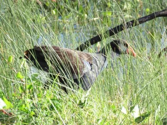 File:Australasian swamphen (Porphyrio melanotus) at Lake Richmond, July 2021 07.jpg