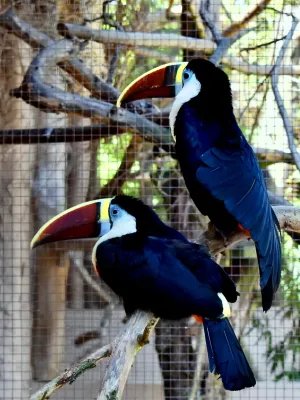 File:Ramphastidae Ramphastos tucanus tucanus 3.1.jpg