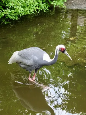 File:Gruidae Antigone vipio 2.1.jpg