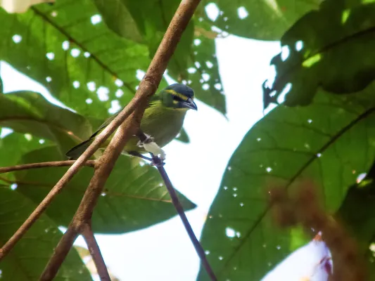 File:Vireolanius eximius - Yellow-browed Shrike-Vireo.jpg