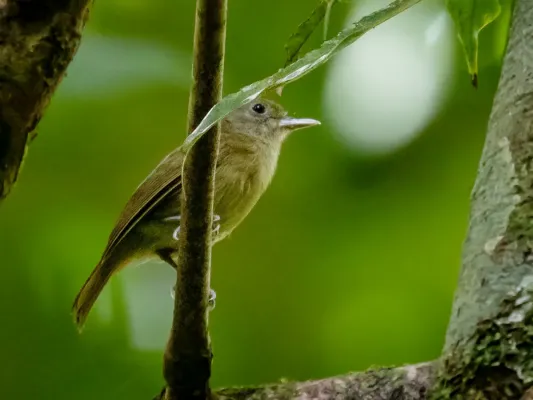 File:Tunchiornis ochraceiceps luteifrons - Olive-crowned Greenlet; Manaus, Amazonas, Brazil.jpg