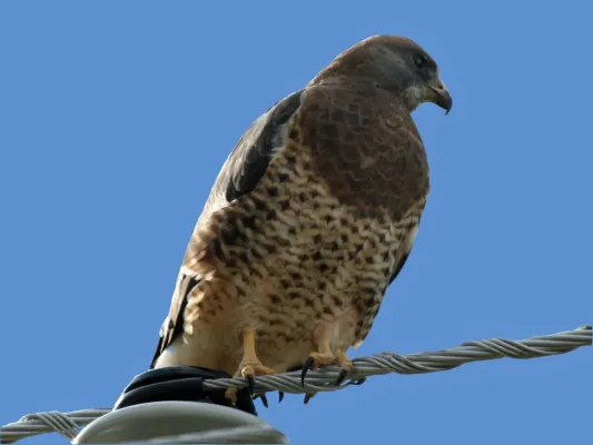 File:Swainson's Hawk (Buteo swainsoni) RWD.jpg