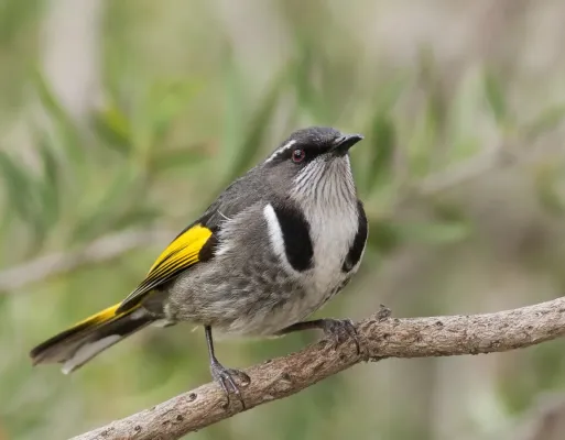 File:Phylidonyris pyrrhopterus male.jpg