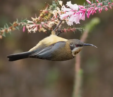 File:Acanthorhynchus tenuirostris female.jpg