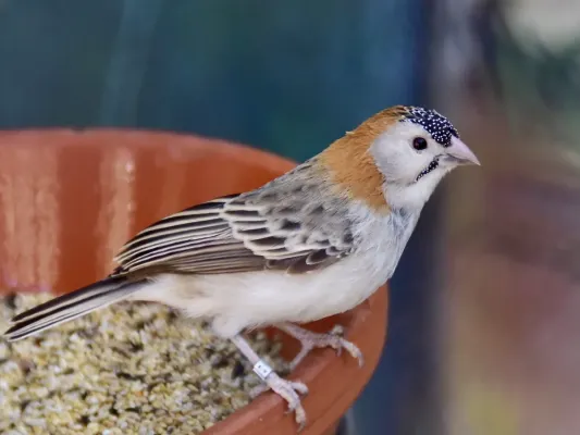 File:Ploceidae Sporopipes frontalis 1.jpg
