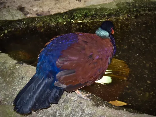 File:Columbidae Otidiphaps nobilis 3.jpg