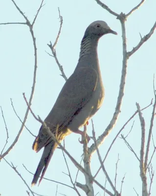File:Patagioenas leucocephala 1.jpg