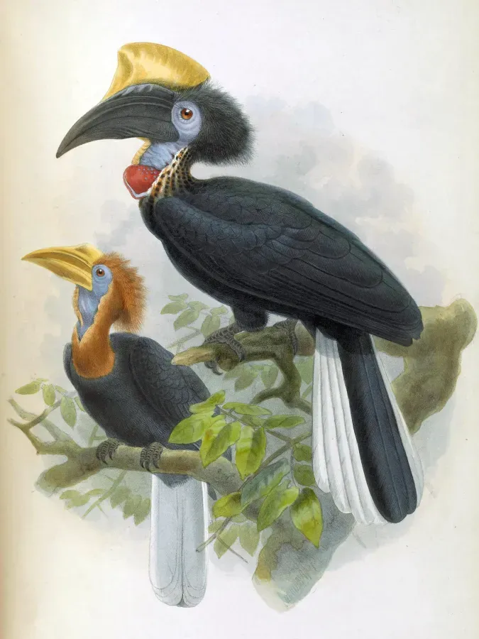 File:Ceratogymna elata.jpg