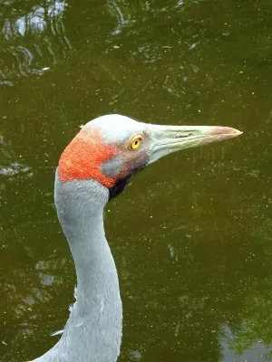 File:Gruidae Antigone rubicunda 2.jpg