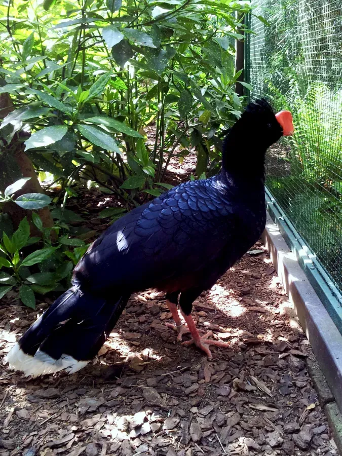 File:Cracidae Mitu tuberosum 1.1.jpg