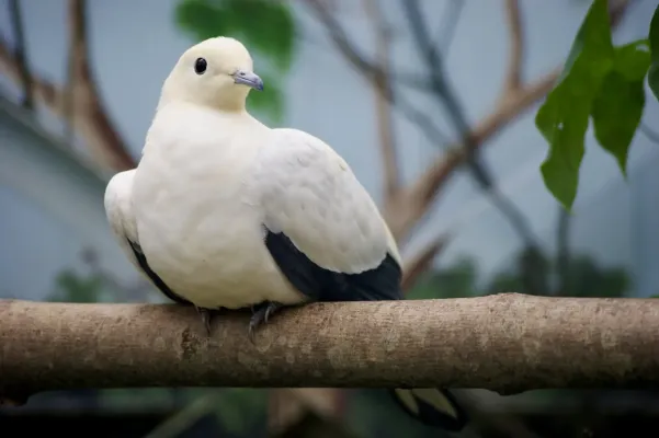 File:Columbidae Ducula bicolor 3.jpg