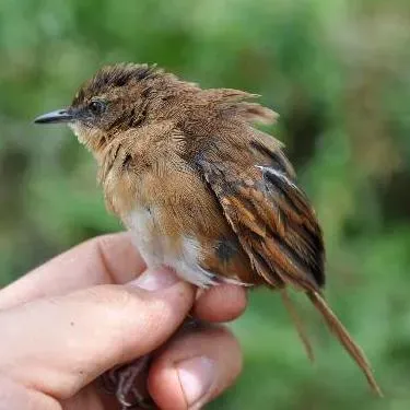 File:Bradypterus bangwaensis.jpg