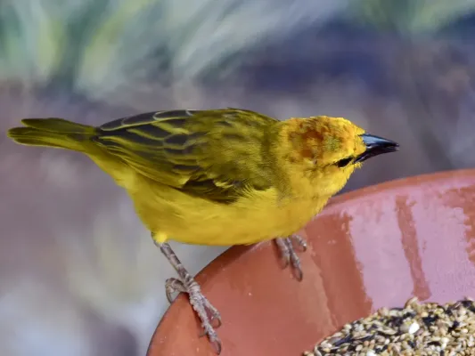 File:Ploceidae Ploceus castaneiceps 3.1.jpg