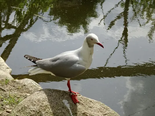 File:Laridae Chroicocephalus cirrocephalus 1.jpg