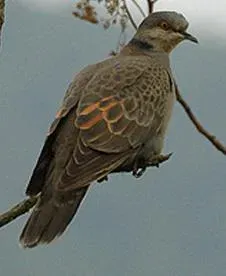 File:Streptopelia lugens 1.jpg