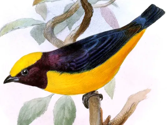 File:Euphonia saturata - Joseph Smit 2.jpg