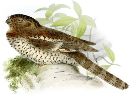 File:Batrachostomus hodgsoni.jpg