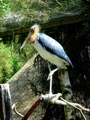 File:Ciconiidae Leptoptilos javanicus 1.1.jpg