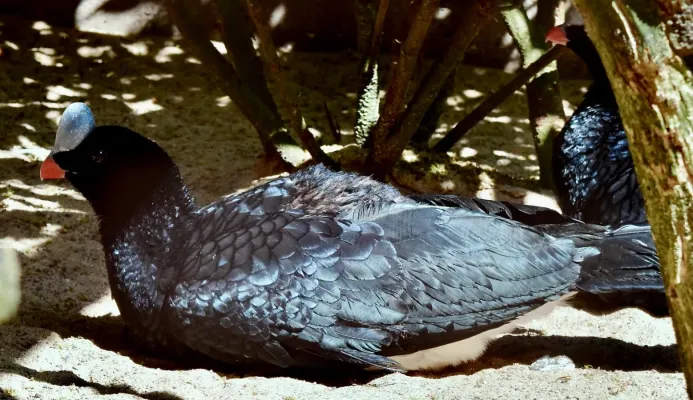 File:Cracidae Pauxi pauxi 4.jpg