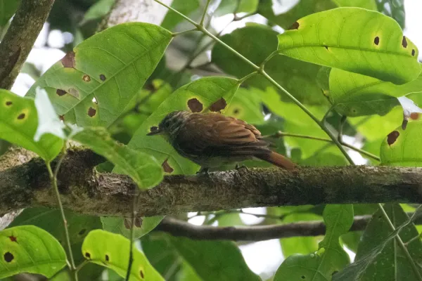 File:Xenops tenuirostris.jpg