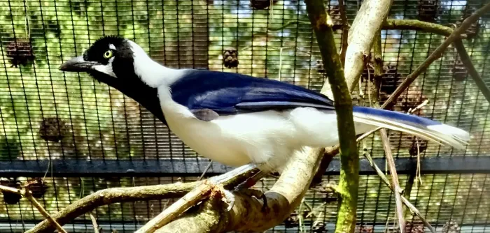 File:Corvidae Cyanocorax mystacalis 2.jpg