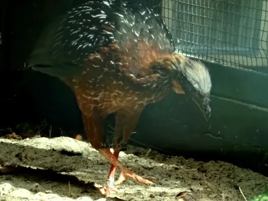 File:Cracidae Penelope pileata 1.2.jpg