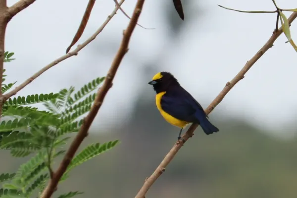 File:Euphonia chlorotica - 2021.jpg
