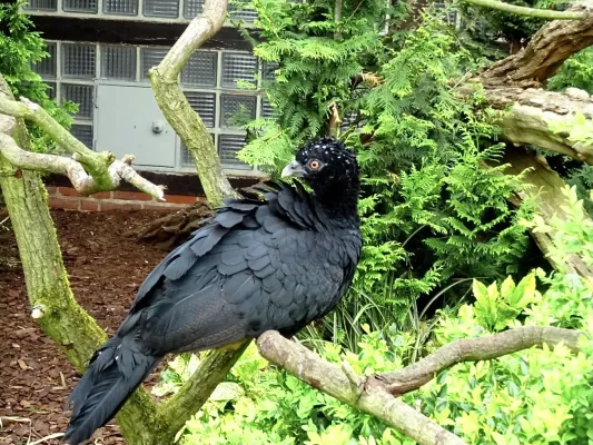 File:Cracidae Crax blumenbachii 1.1.jpg