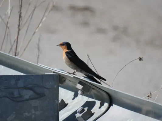File:Welcome swallow (Hirundo neoxena) at Leary Road, Baldivis, August 2021 02.jpg