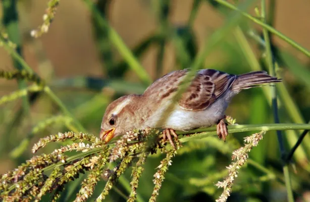 File:Little Passer moabiticus.jpg