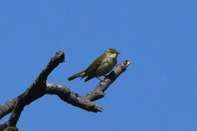 File:Phylloscopus examinandus 139906417.jpg