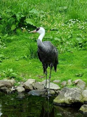 File:Gruidae Grus monacha 1.jpg