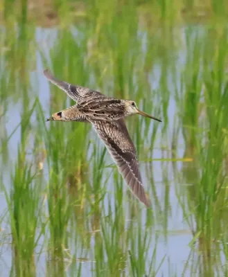 File:Gallinago stenura , pintail snipe.jpg