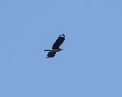 File:Coracias affinis - 2020.jpg