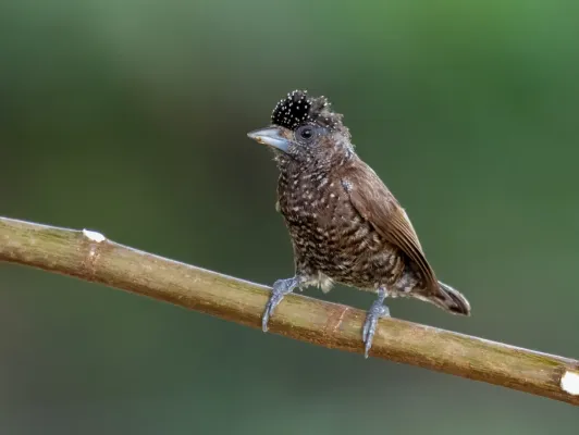 File:Picumnus varzeae - Varzea Piculet (female) Itacoatiara, Amazonas, Brazil.jpg