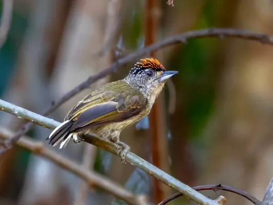 File:Picumnus subtilis - Fine-barred Piculet (male); Rio Branco, Acre, Brazil.jpg