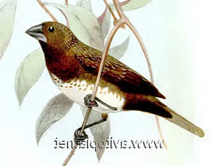 File:Lonchura leucogastra.jpg