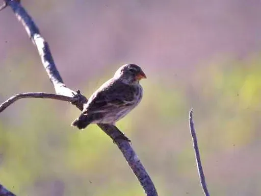 File:Camarhynchus psittacula (cropped).jpg