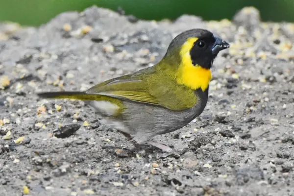 File:Phonipara canora - Cuban Grassquit.jpg