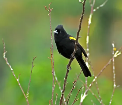 File:TECELÃO ( Cacicus chrysopterus ).jpg