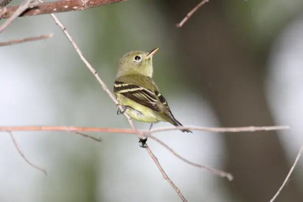 File:Yellow-bellied Flycatcher - Empidonax flaviventris.jpg