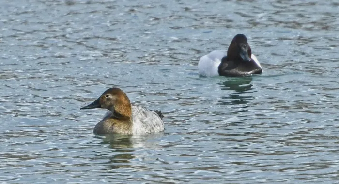 File:Aythya valisineria f m Humber Bay Park Toronto.jpg