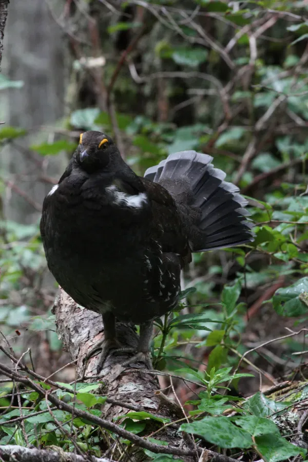 File:Dendragapus fuliginosus 5065.JPG