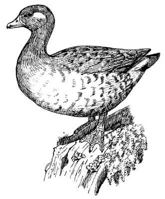 File:Chenonetta finschi.jpg