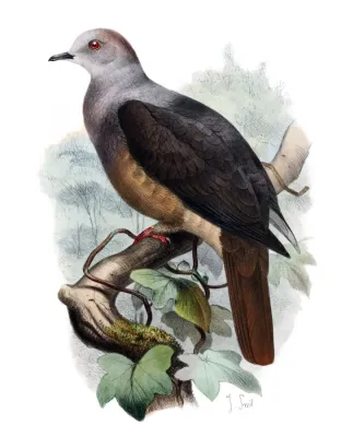 File:Ducula latrans.jpg