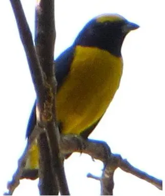 File:Euphonia trinitatis male.jpg
