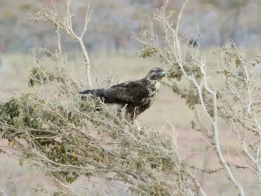 File:Buteo socotraensis.jpg