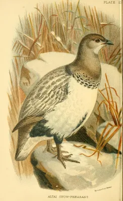 File:TetraogallusAltaicus.jpg