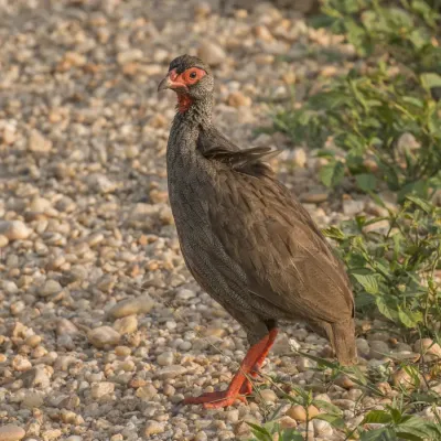 File:Red-necked spurfowl (Francolinus afer) 2.jpg